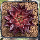 Echeveria Agavoides 'Luming' 3"-4" Succulent Plant