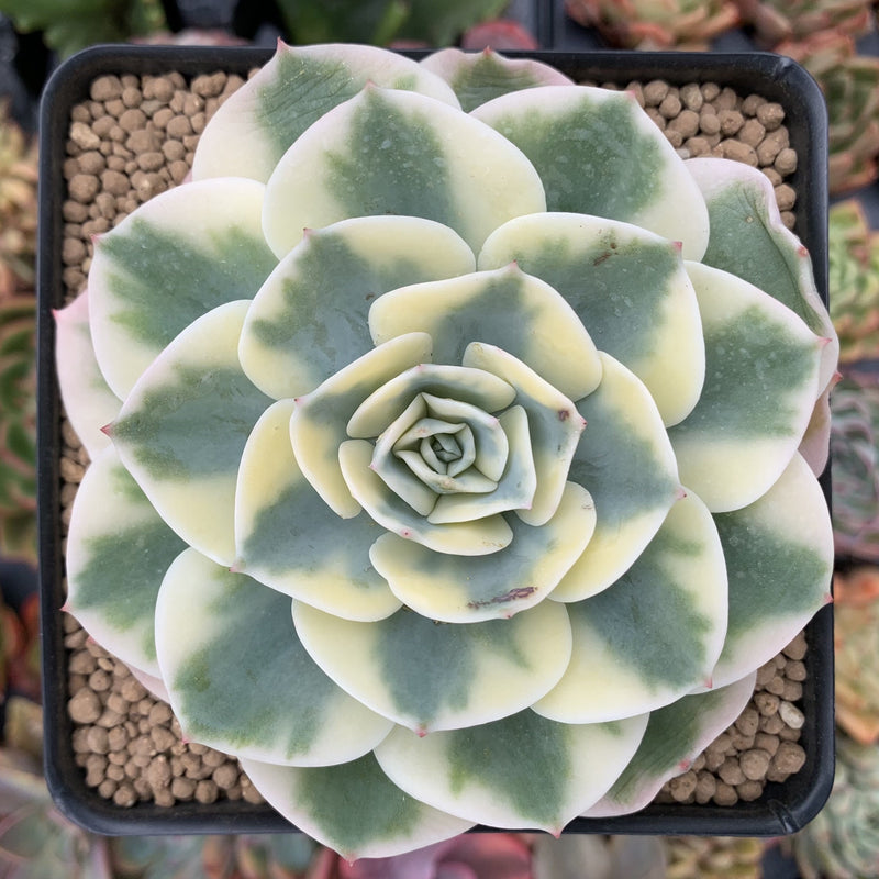 carousel succulent Echeveria 'Compton Carousel' Variegated 4"-5" Succulent Plant