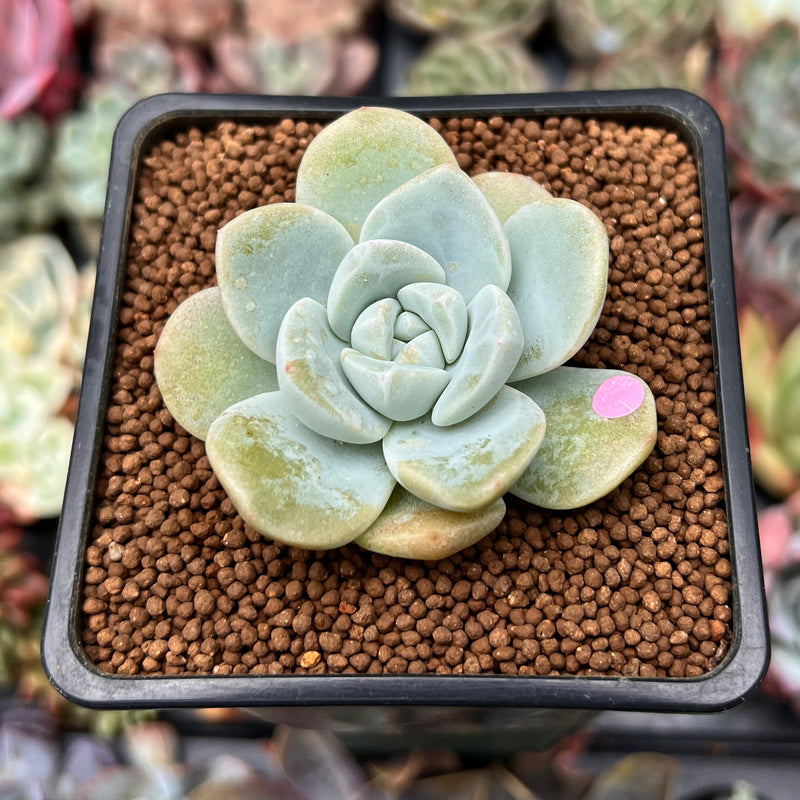 ice green succulent Echeveria 'Icy Green' 2