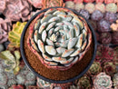 Echeveria 'Orange Monroe' 4" Succulent Plant