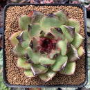 Echeveria Agavoides 'Eclipse' 2"-3" New Hybrid Succulent Plant