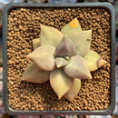 Echeveria 'Xichuensis' 2" Succulent Plant