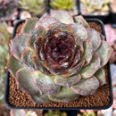 Echeveria 'Black Coco' 3"-4" New Hybrid Succulent Plant