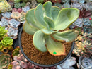 Echeveria 'Beserk' Variegated 4"-5" Succulent Plant