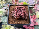 Echeveria 'Black Pettla' Cluster 2" New Hybrid Succulent Plant