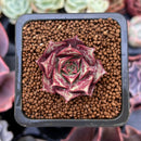 Echeveria 'Longissima' 1" Small Succulent Plant