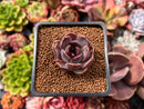 Echeveria 'Fushike' 1" Succulent Plant