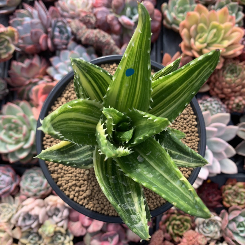 Aloe 'Nobilis' Variegated 5