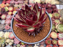 Echeveria Agavoides Hybrid 4" Succulent Plant