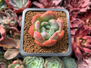 Echeveria 'Starmark' 1" Succulent Plant