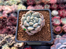Echeveria 'Cream Puff' 2" Succulent Plant