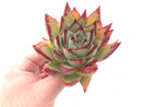 Echeveria Agavoides Maria Hybrid 5” Rare Succulent Plant
