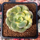 Echeveria 'Nicksana' Variegated 2" Succulent Plant