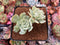 Echeveria 'Cooks Pride' Variegated 3" Succulent Plant