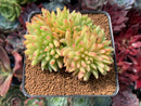 Echeveria Agavoides 'Maria' Crested 3" Succulent Plant