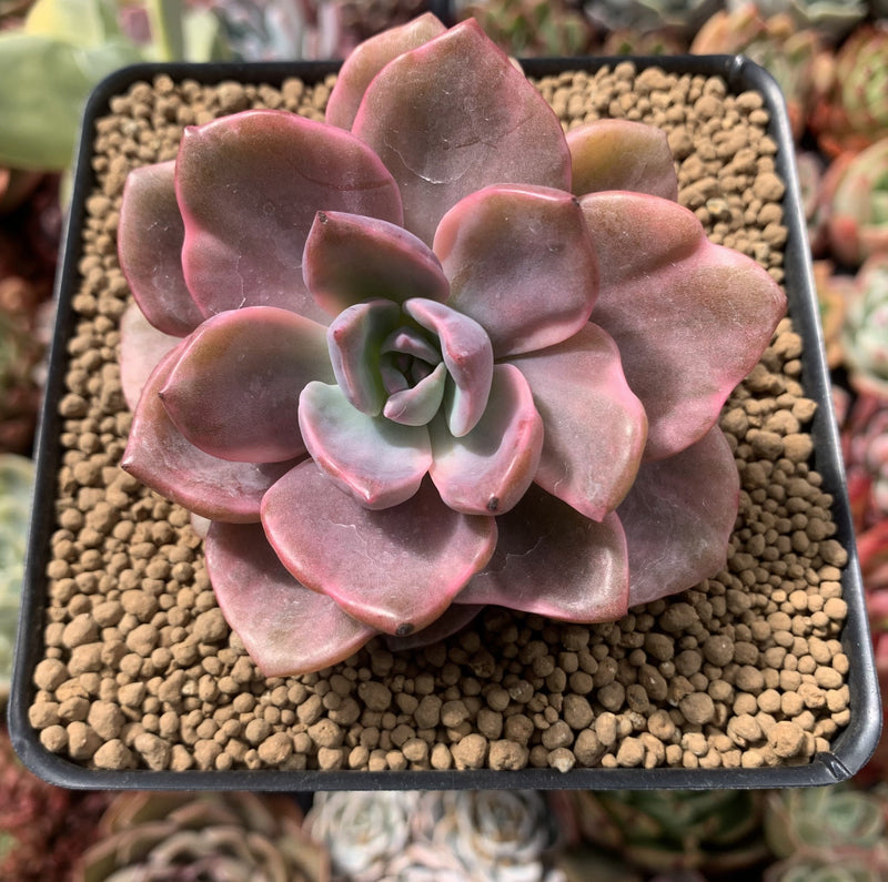 mrs richards succulent Graptoveria 'Mrs. Richards' Variegated 3" Succulent Plant