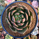Echeveria 'Monro Chanel' 4" Unique Form Succulent Plant