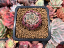 Echeveria 'Sarahime' 1/2" Small Seedling Succulent Plant