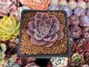 Echeveria 'Magic Savannah' 1" Succulent Plant