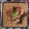 Echeveria Agavoides 'Padma' 2" Succulent Plant