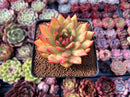 Echeveria Agavoides 'Magic Eye' 2"-3" Succulent Plant