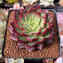 Echeveria 'Ruby Shine' 2"-3" Succulent Plant