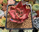 Echeveria Agavoides 'Romeo' 2" Succulent Plant