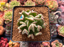 Echeveria 'Black Hawk' 2" Succulent Plant