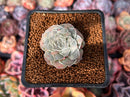Echeveria 'Hearts Choice' 2" Succulent Plant