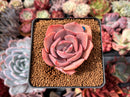Echeveria 'Dusty Rose' 2" Succulent Plant