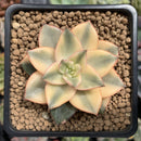 Echeveria 'Monocerotis' Variegated 2" Succulent Plant