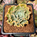 Echeveria 'Blue Curls' 1" Succulent Plant