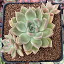 Echeveria 'Arje' Cluster 3" Succulent Plant
