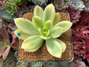 Echeveria 'Golden Glow' Variegated 2"-3" Succulent Plant