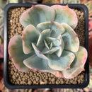 Echeveria 'Secunda' Variegated 2" Succulent Plant