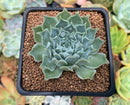 Echeveria 'Hearts Choice' 2" Succulent Plant