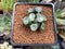 Haworthia Maughanii 'Silver solvent' 1"-2" Succulent Plant