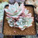 Echeveria 'Blue Bird' Hybrid Cluster 3" Succulent Plant