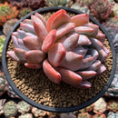 Echeveria 'Ivory' 4"-5" Powdery Succulent Plant