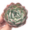 Echeveria ‘Paul Shay’ 3” Rare Succulent Plant