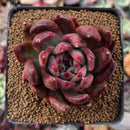 Echeveria Agavoides 'Helia' 2"-3" Succulent Plant