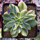 Echeveria 'Bob Jolly' Variegated 3" Succulent Plant