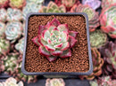 Echeveria 'Colorata' 2" Succulent Plant