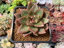 Echeveria Agavoides 'Pine Rose' 3" Succulent Plant