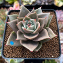 Echeveria Agavoides 'Jade Star' 2"-3" Succulent Plant