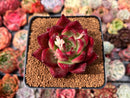 Echeveria Agavoides 'Jessie' 3" Succulent Plant