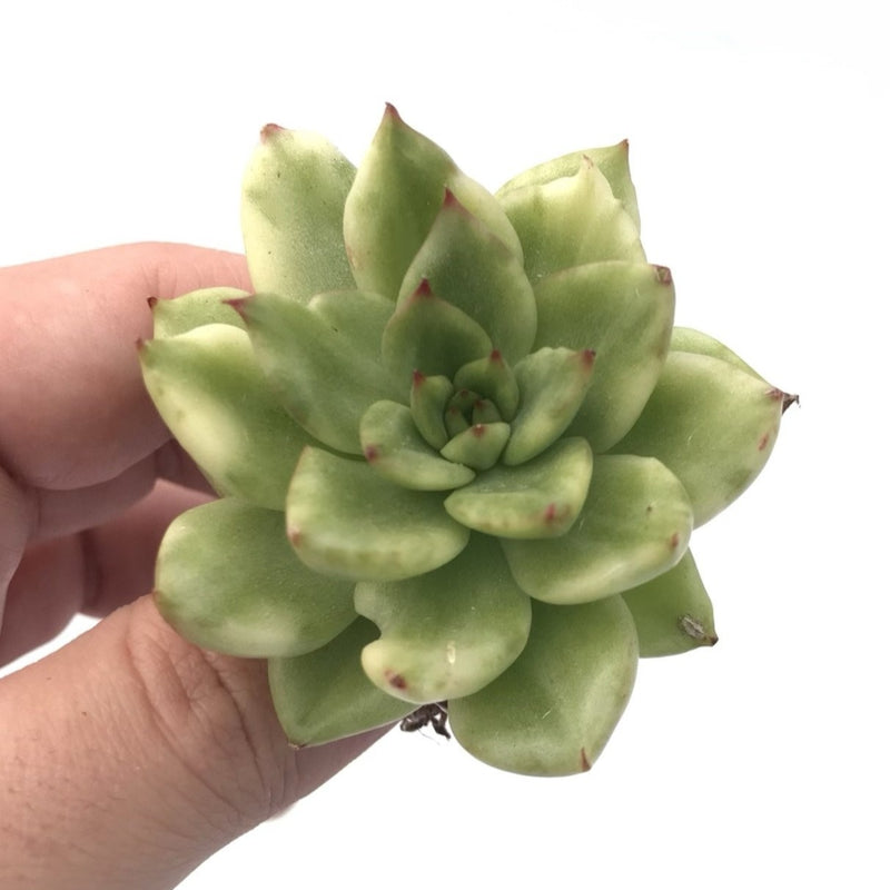 Echeveria Agavoides 'Eve' Variegated 1”-2” Rare Succulent Plant