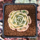 Echeveria 'Compton Carousel' 1" Succulent Plant