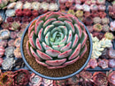 Echeveria 'Hongye' 4"-5" Large Succulent Plant