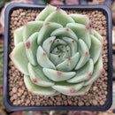 Echeveria Agavoides 'Moonlight' 2" Succulent Plant